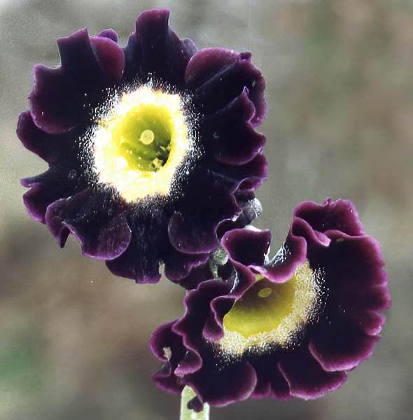 Primula x pubescens photo